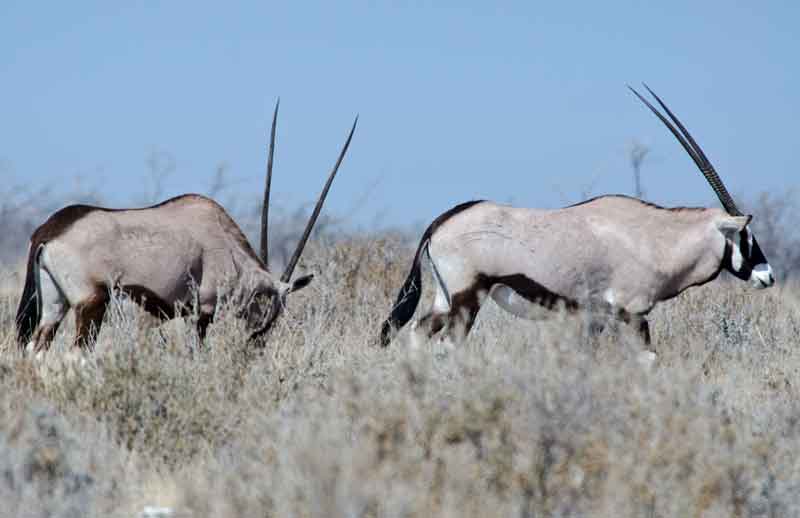 Antílope Orix - parque nacional de Etosha - Namibia 1.jpg